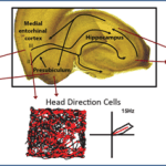brandon-spatial_cell_types_in_the_hippocampal_circuit