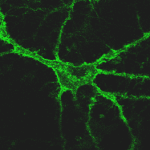 green-neuron2